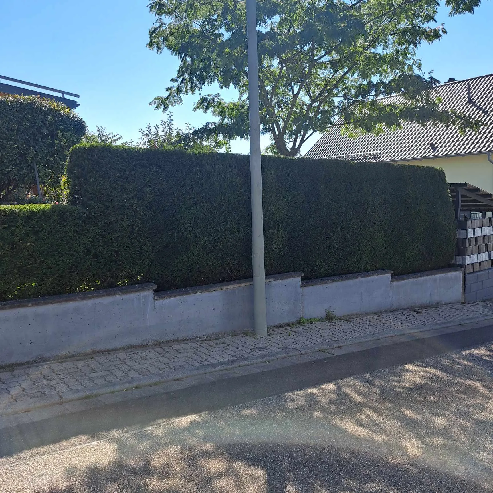 Moderner Garten mit Hecke und Zaun