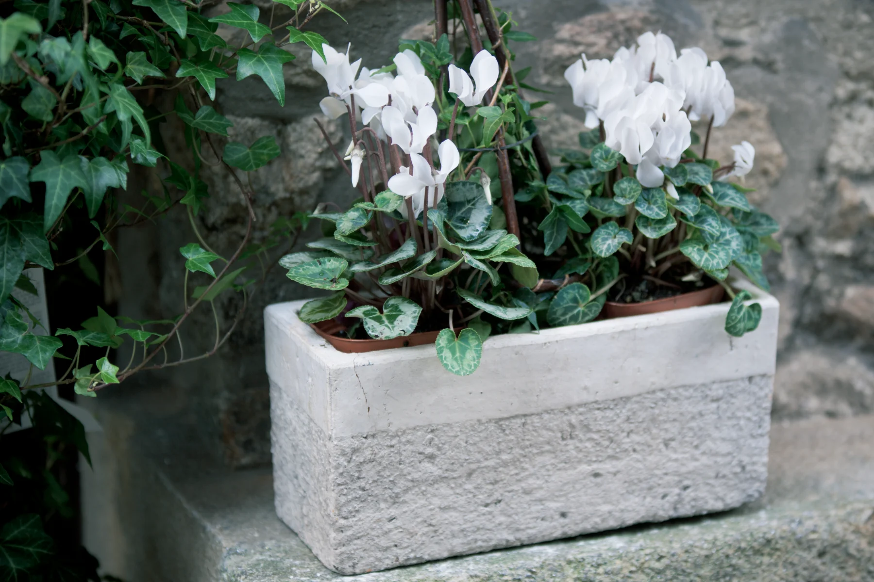 Weiße Alpenveilchen in einem modernen Blumenkasten aus Beton