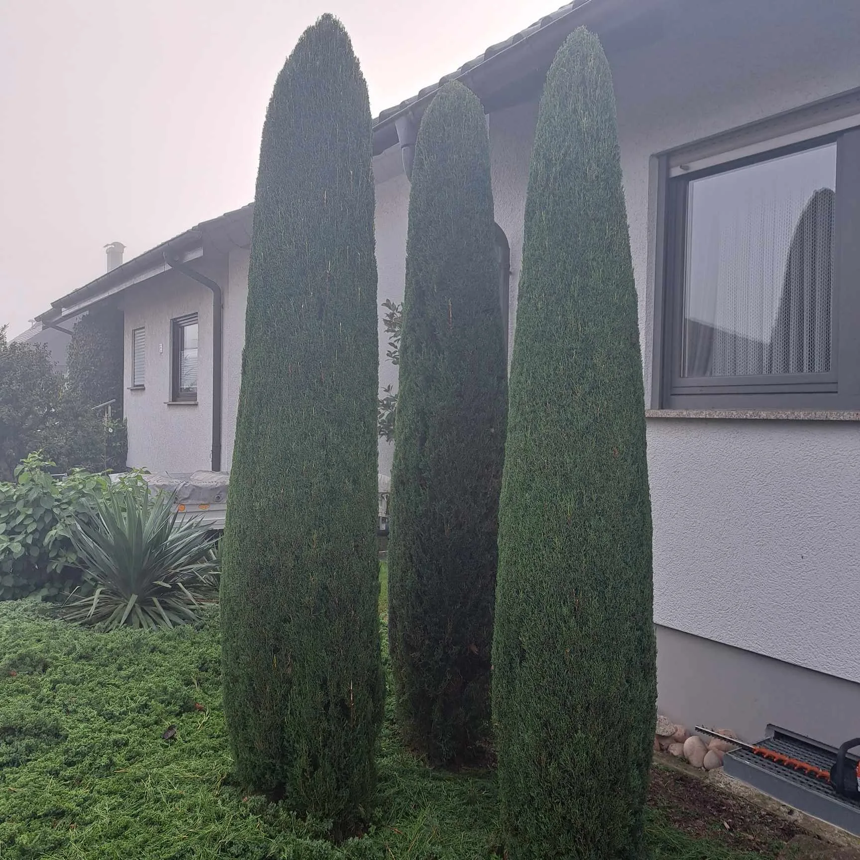 Hochgewachsene Zypressen in einem gepflegten Garten mit Grünflächen und einem modernen Wohnhaus